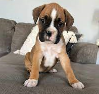 Buy Male Boxer Puppy from Bangalore
